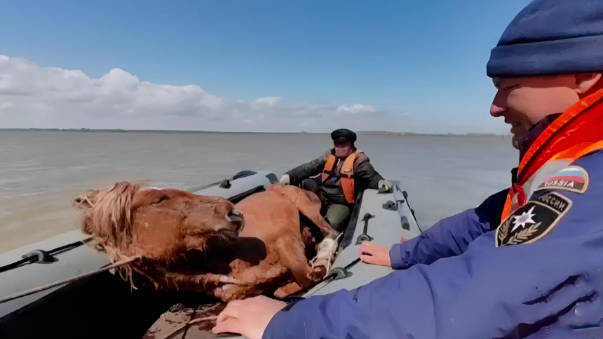 Вода стала прибывать: в Тюменской области спасли от гибели табун лошадей