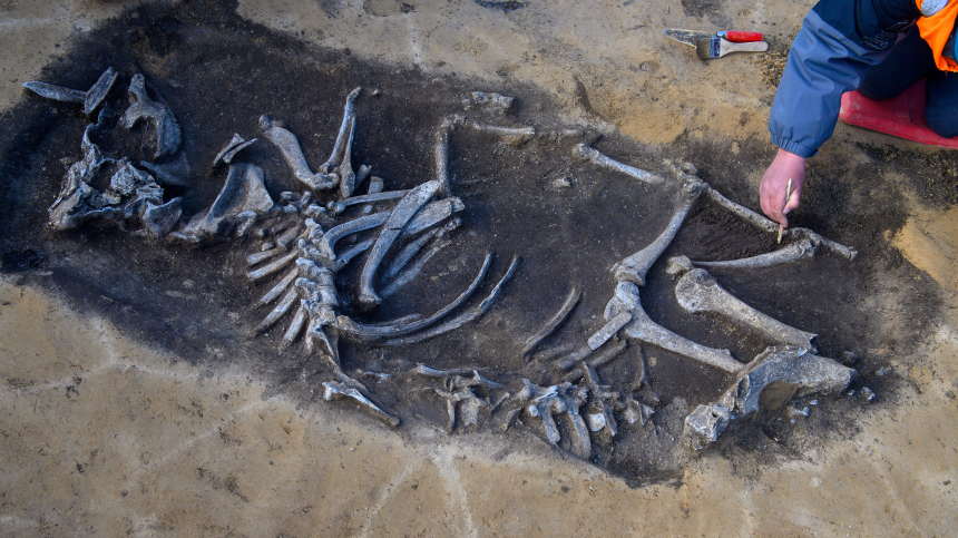 Неизвестный ранее вид динозавров обнаружили палеонтологи в Зимбабве