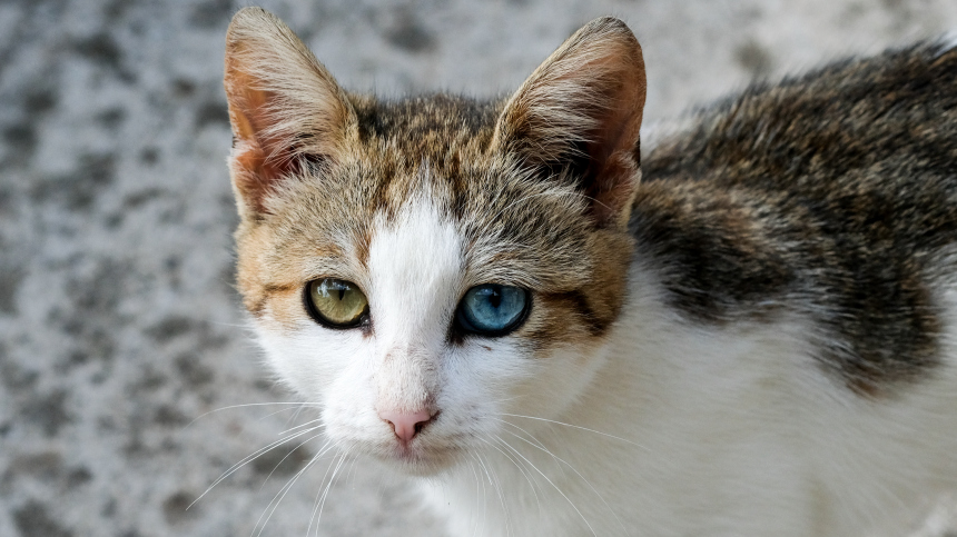 Обязательно ли стерилизовать домашнюю кошку  отвечает ветеринар