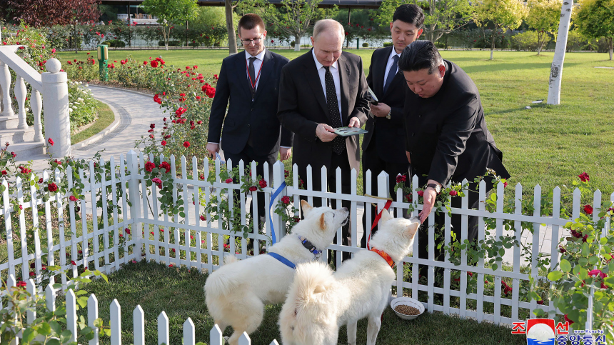 Питомцы из КНДР: где живут собаки, которых Ким Чен Ын подарил Путину