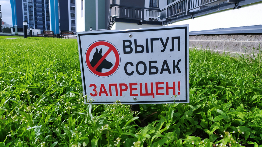 Поводок, намордник, уборка: за что в России начнут штрафовать собачников