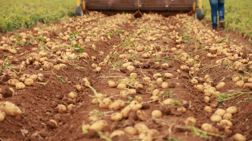 Пойдем копать картошку: советы огородникам по выращиванию и сбору любимого овоща