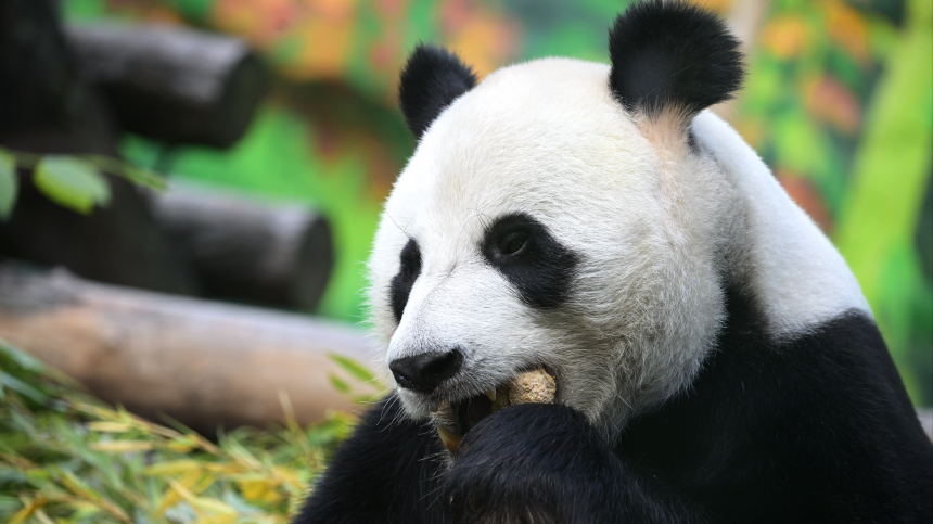 Большое застолье: как в Московском зоопарке отпраздновали дни рождения панд