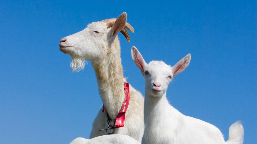 Бутовских коз пытаются выселить: на москвича подали в суд за содержание скота
