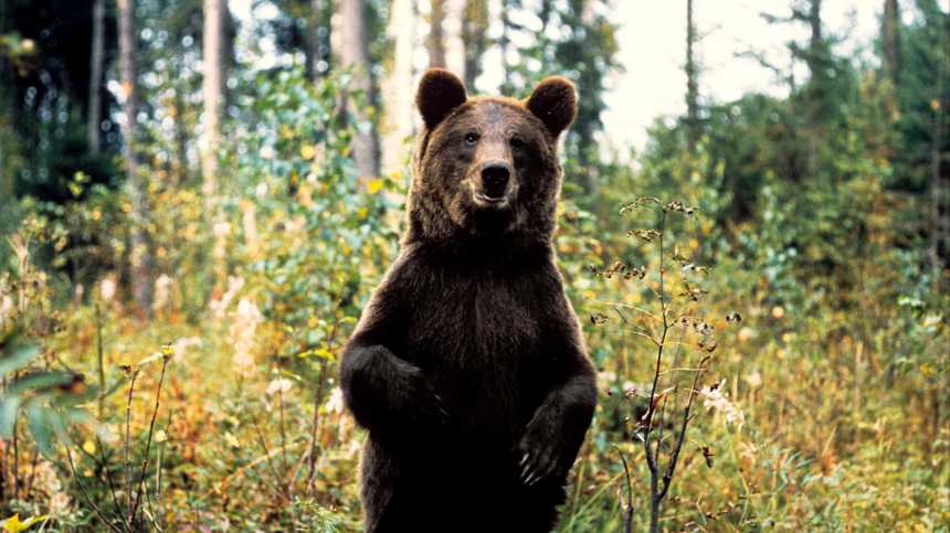«Уходите от этого места!» — Как спастись от медведя в лесу