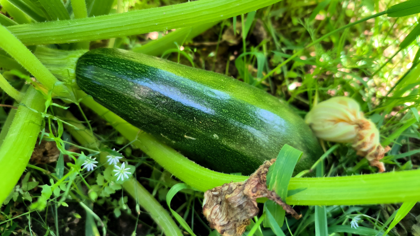 Вредный овощ: названа главная опасность кабачков с огорода