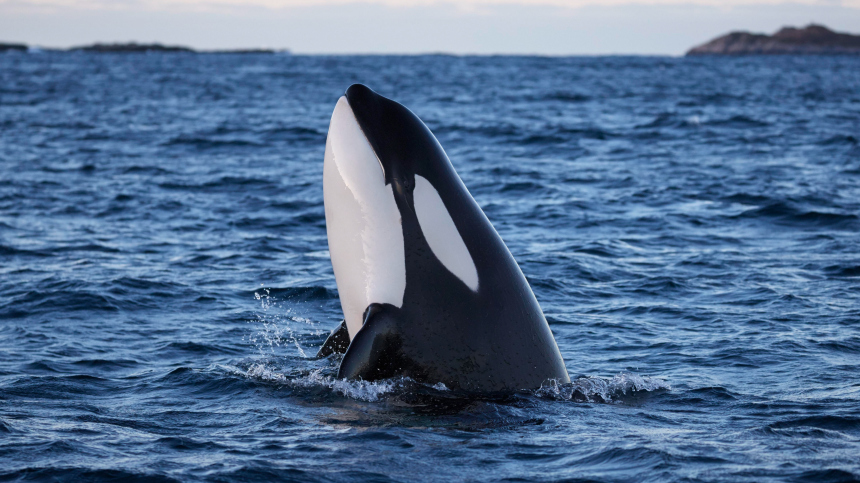 Пришли раньше на три месяца: к побережью Кунашира подошли косатки