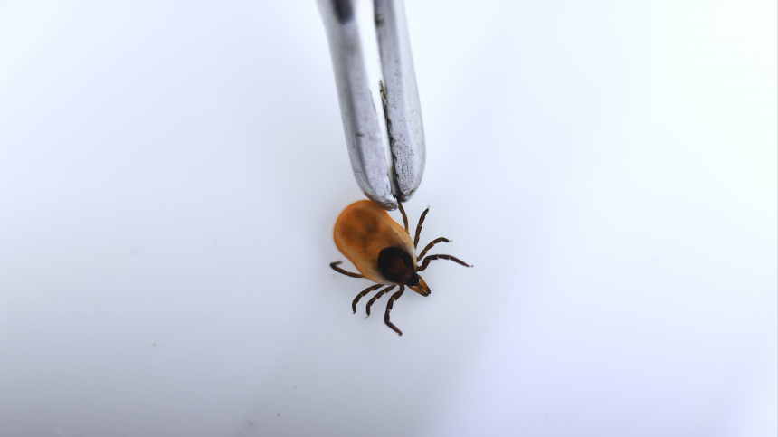 В двух районах Ленинградской области зафиксированы укусы клещей