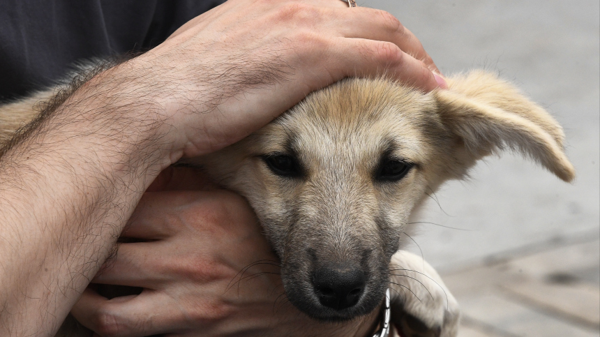 В России хотят ввести уголовное наказание для владельцев животных