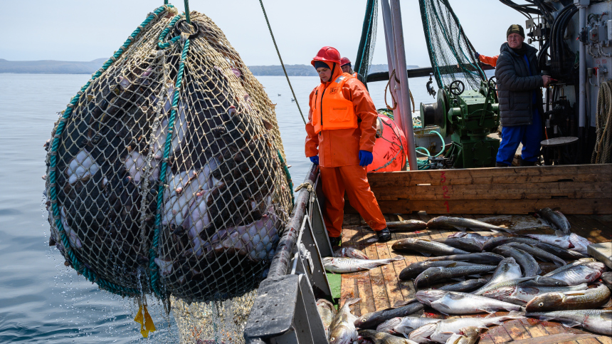 Обеспечили себя на 138%: Дмитрий Патрушев о рыбной промышленности России