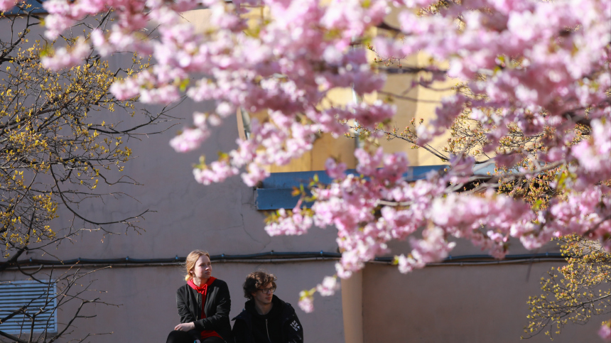 На Алтае зацвела русская сакура