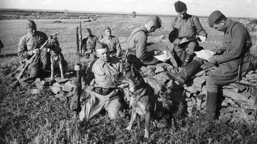 Пушистые под обстрелами: голубеснаряды, противотанковые мыши и другие братья меньшие, повлиявшие на исход ВОВ