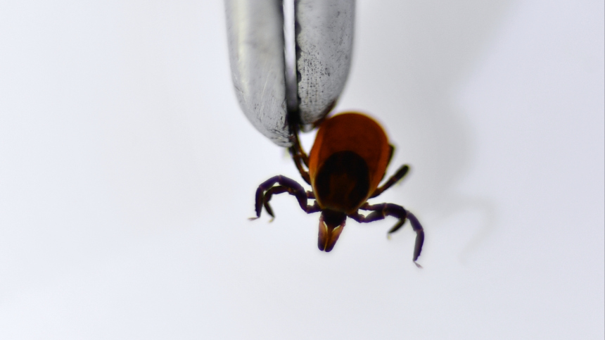 Весенняя угроза: как защитить питомца от клещей