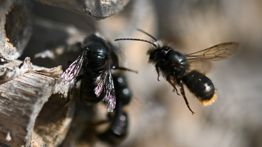 Неожиданные гости: массовые скопления пчел зафиксированы в двух городах России