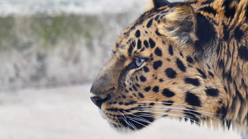 Хотел привести их в чувства: в Москве задержан подозреваемый в попытке отравления леопарда