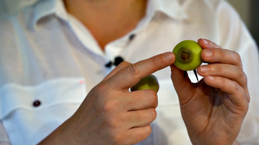 Вершинная гниль: что делать, если чернеют помидоры на грядках