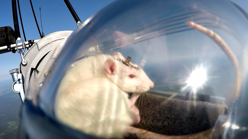 Только смелых уважает высота: самая умная крыса отправилась в стратосферу
