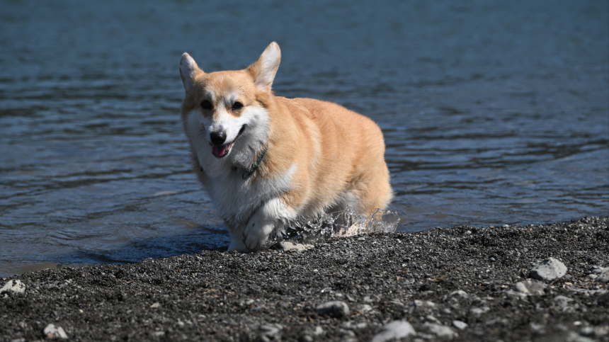 В России перестанут пускать на пляжи отдыхающих с собаками