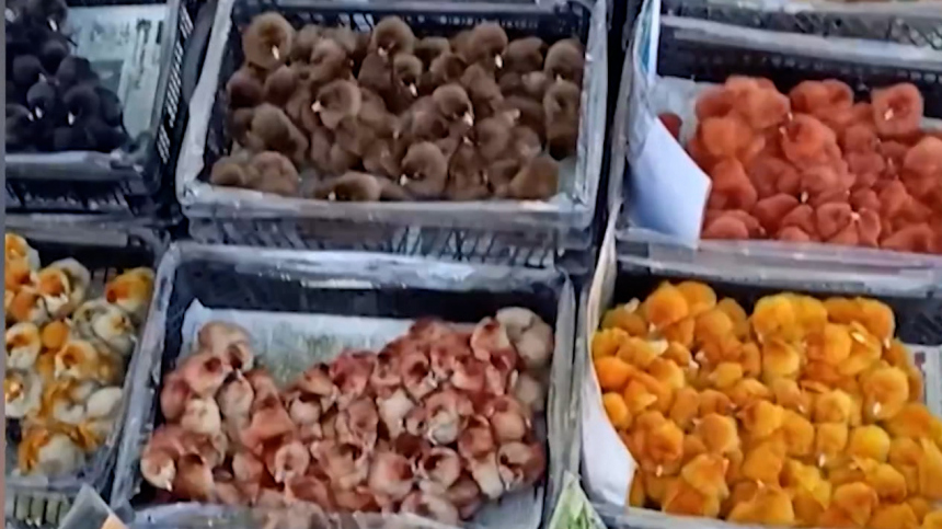 Торговля раскрашенными цыплятами пресечена в Ленинградской области
