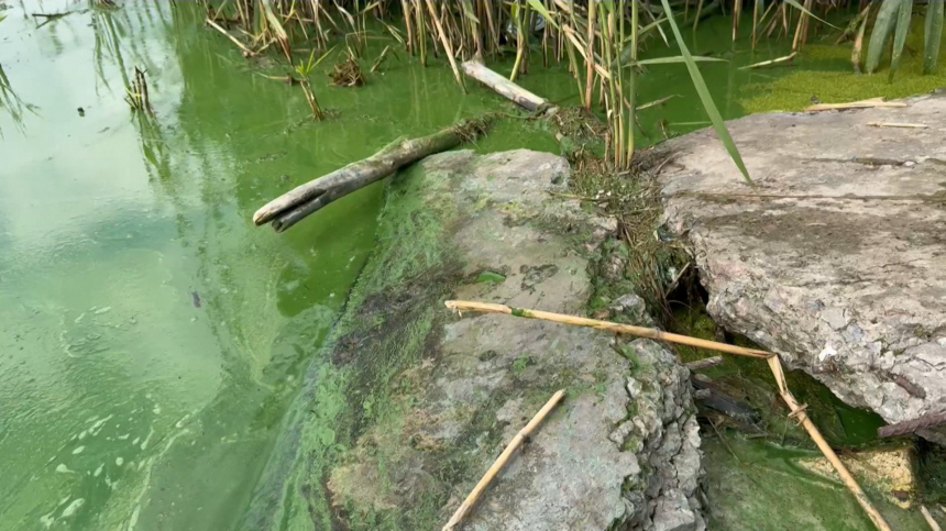 Экотревога: вода в Масловском затоне Воронежа превратилась в зеленую жижу