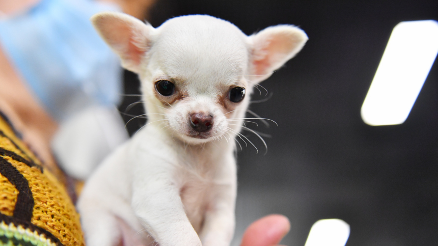 Летний фестиваль Моспитомец проходит на Тверском бульваре