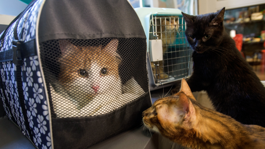 В Эрмитаже назвали условия, при которых можно забрать музейных котов в семью