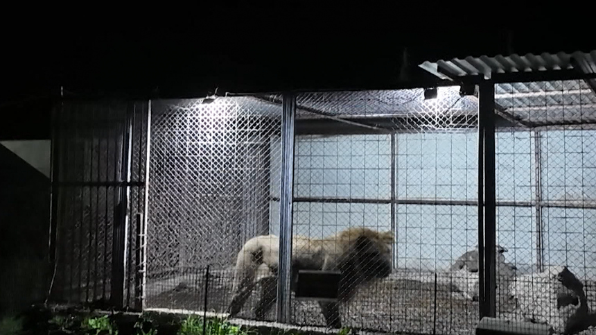Бизнес на страданиях животных: нелегальный зоопарк обнаружили в Дагестане
