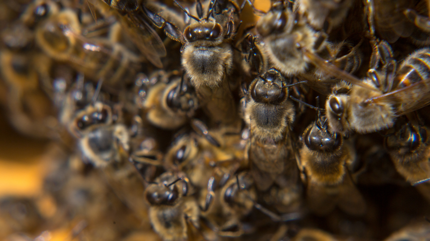 В Индии мужчина погиб после 890 укусов пчел