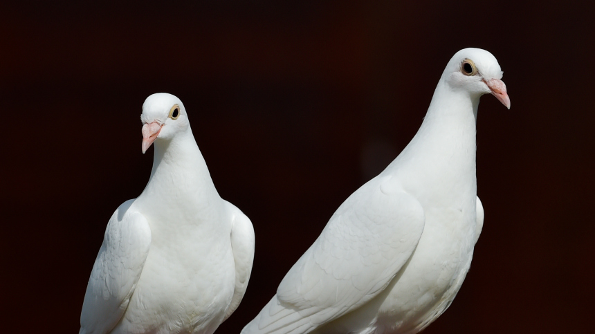 Мужчина пытался провезти голубей через границу в носках