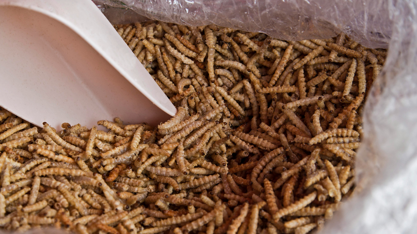 В Китае туристка пыталась провезти в брюках килограмм живых червей
