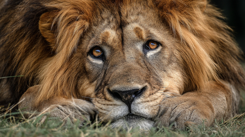 В зоопарке в Запорожской области умер раненный дроном ВСУ лев