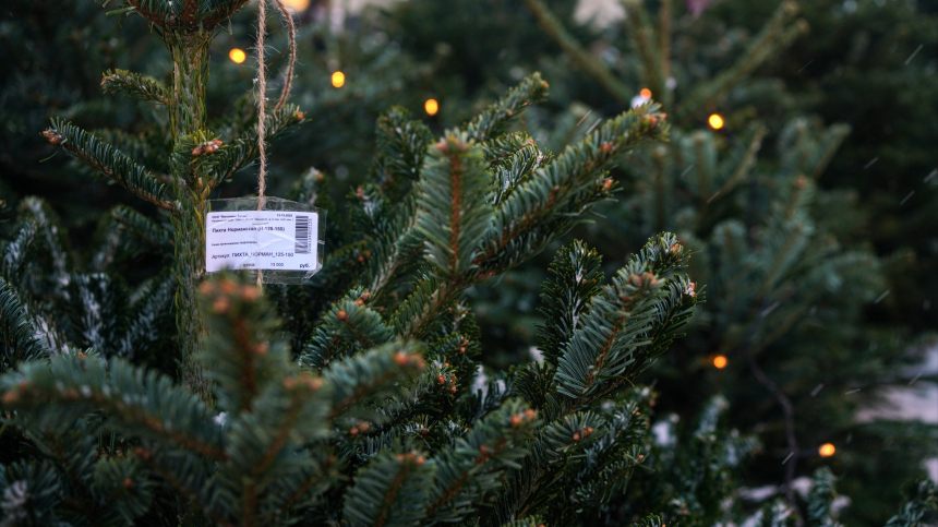 В рамках проекта Зима в Москве открылось более 250 елочных базаров