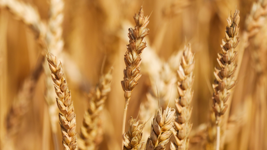 Нарастить на четверть: Патрушев об увеличении урожая зерна в ближайшие годы