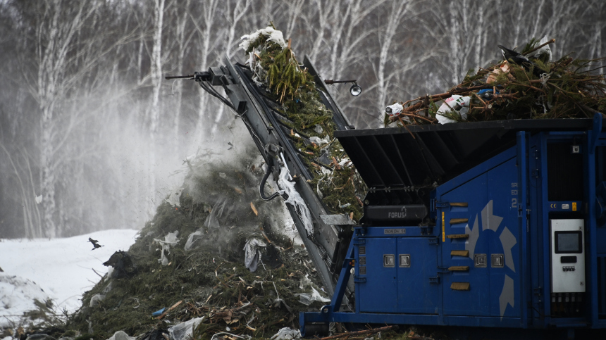 Административка за елку: как правильно утилизировать новогоднее дерево