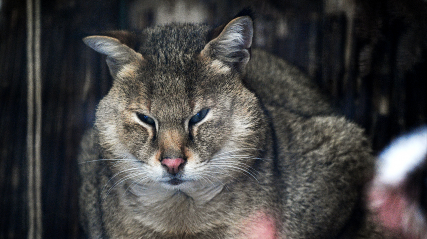 Суд Москвы запретил продавать краснокнижного камышового кота
