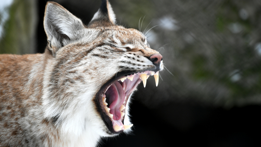 Поцарапала кошка: бешеная рысь напала на подростка в лагере под Уфой