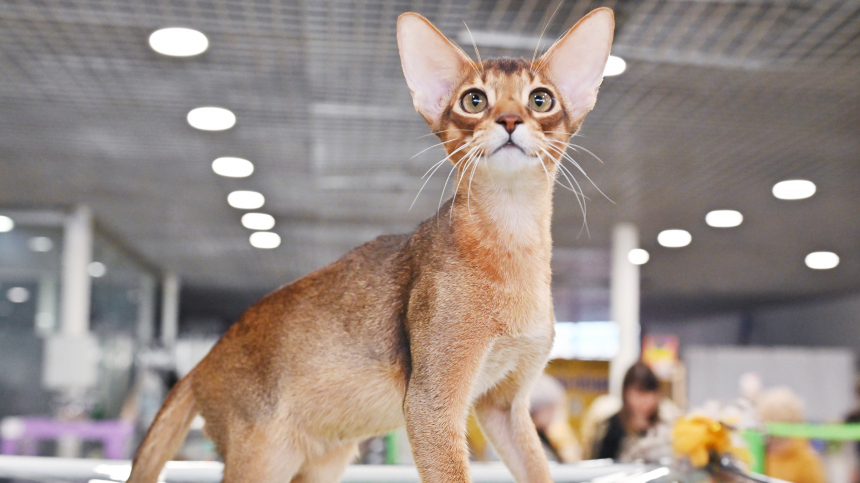 Кот из России признан самым красивым в мире по итогам рейтинга 2025 года