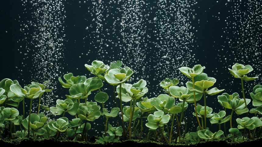 Море витаминов и защита от болезней: назван самый полезный продукт в мире