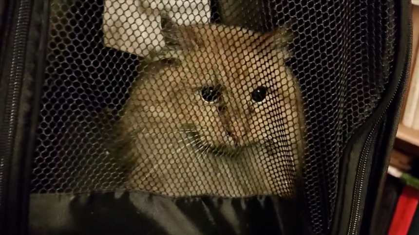 Мяуканье в трубе: застрявшего в дымоходе кота в Петербурге спасали две недели