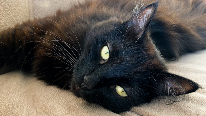 Опасность для пушистого: почему нельзя будить кошек во время сна