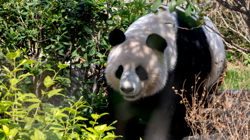 В Китае задержали двух мужчин за фейки о спаривании самцов большой панды
