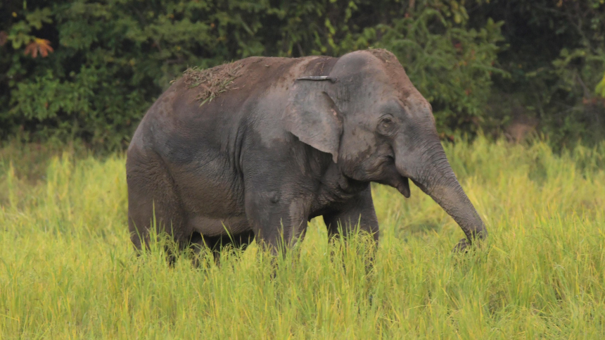 Десять дней страха: в Индии жертвами нападений слона стали 22 человека