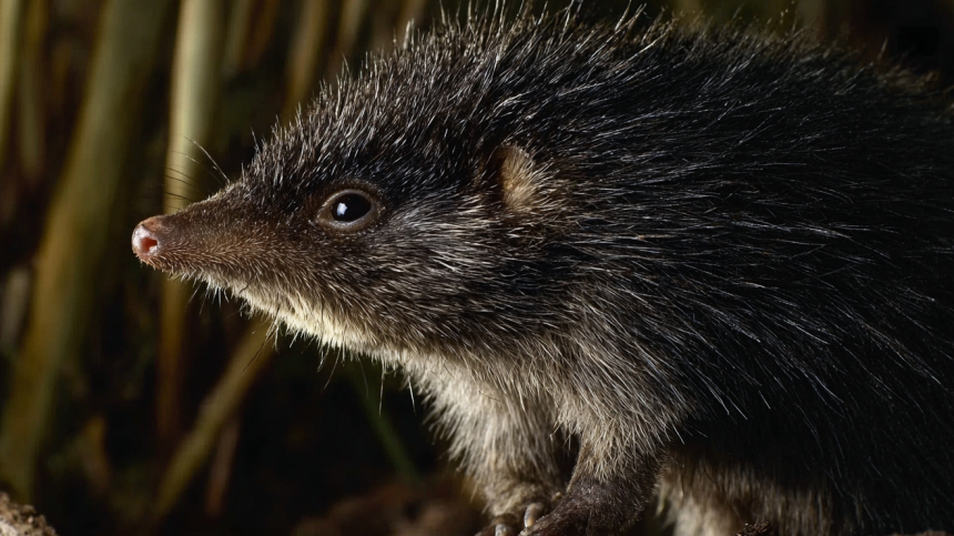 Старше мамонта: в России хотят возродить исчезающих русских выхухолей