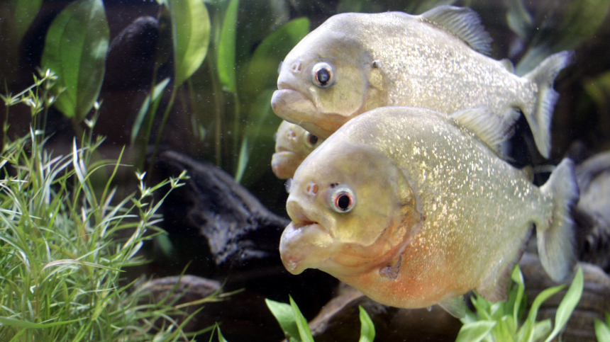 Зубастая угроза: на популярном курорте пираньи устроили охоту на людей