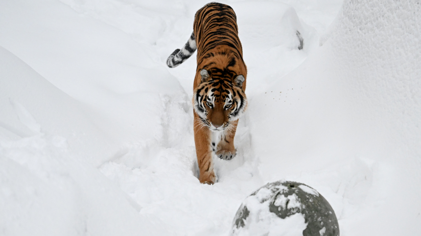 Еще раз привет: в Приморье повторно отловили выпущенного в дикую природу тигра