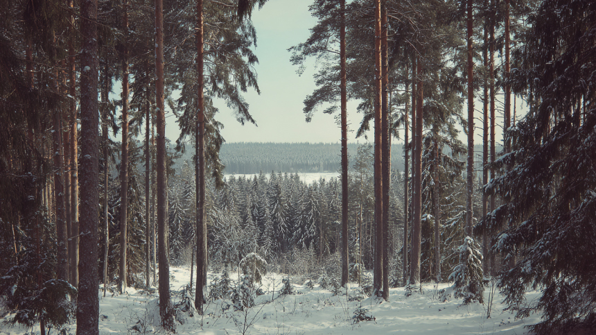Надежды нет Тепловизоры засекли свечение в поисках пропавших в тайге Усольцевых