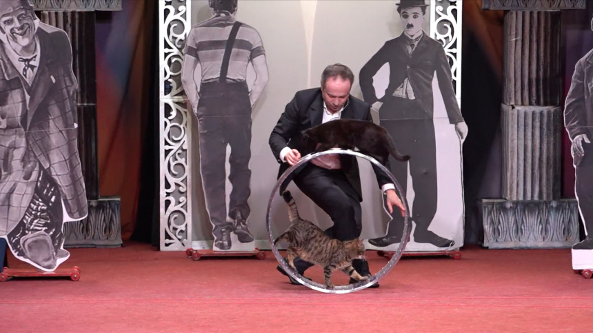 Три спасенные из зоны СВО кошки дебютировали в Театре Куклачева