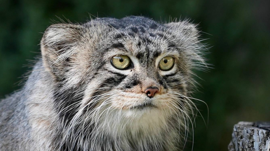 Московский манул Тимофей остался без невесты из Польши