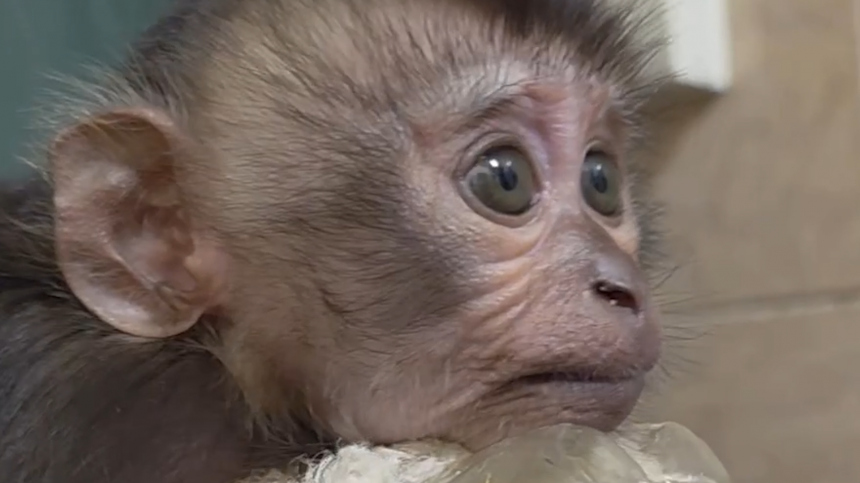 Обезьяна отказалась от детеныша в зоопарке Петербурга