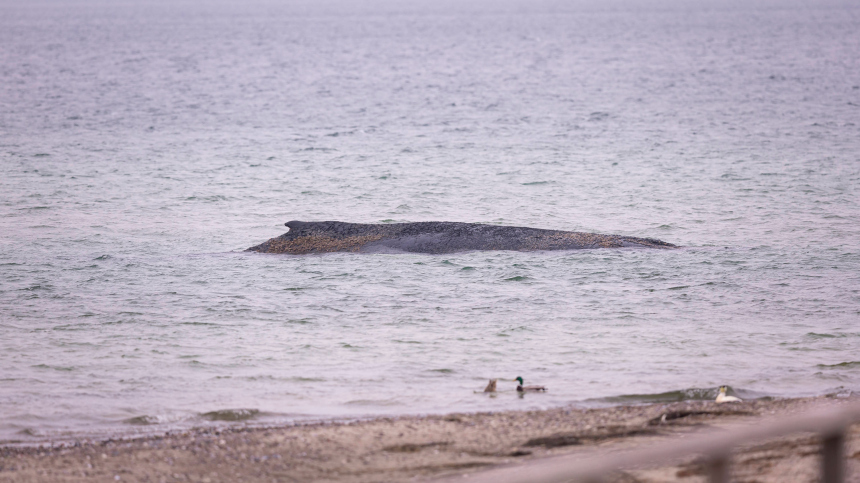 Смертельное мелководье: в Германии пытаются спасти кита, который выбросился на берег